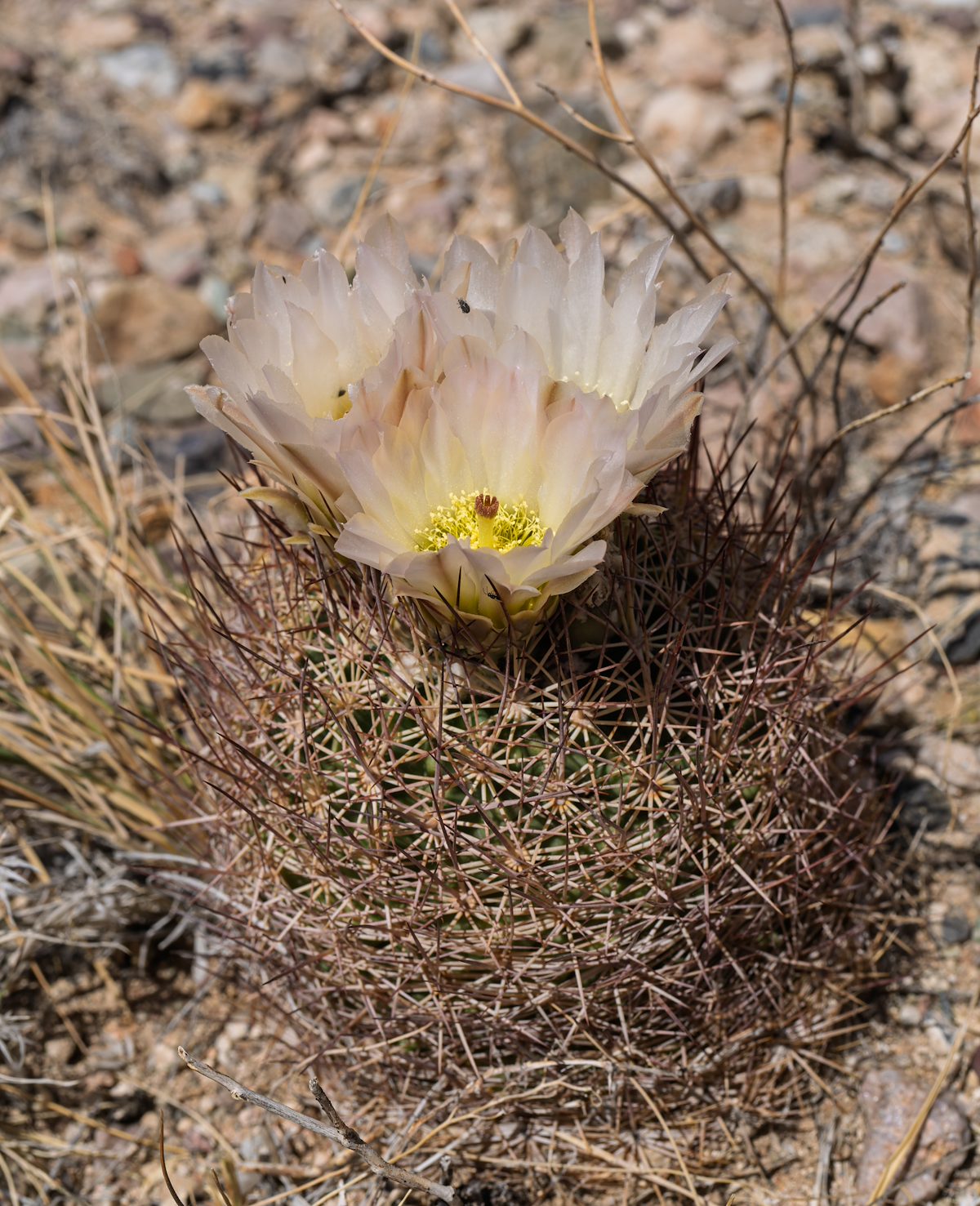 2025 April Needle Spine Cactus Flower 03