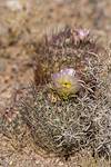 2025 April Needle Spine Cactus Flower 04