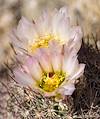 2025 April Needle Spine Cactus Flower 06