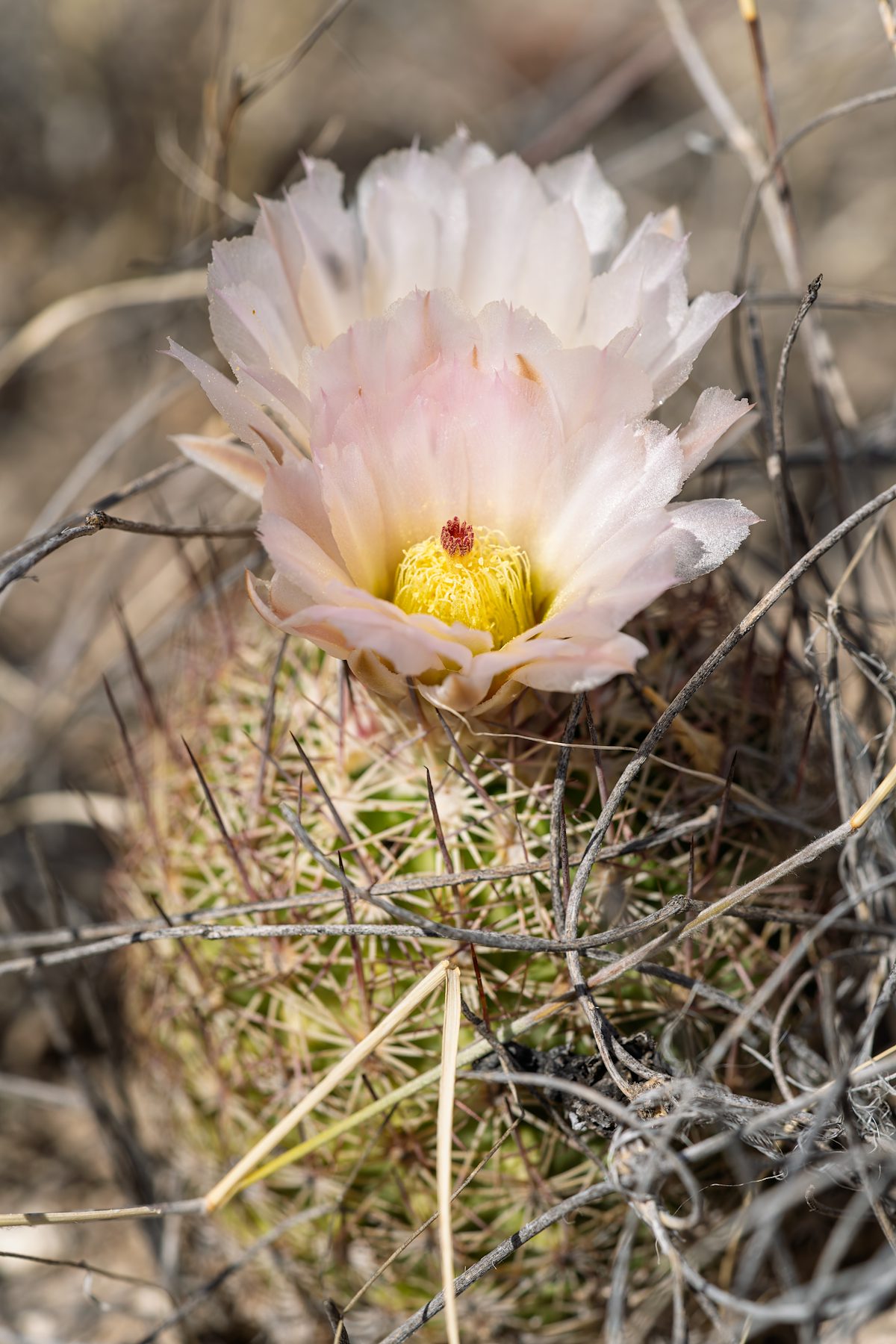 2025 April Needle Spine Cactus Flower 07