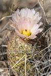 2025 April Needle Spine Cactus Flower 07