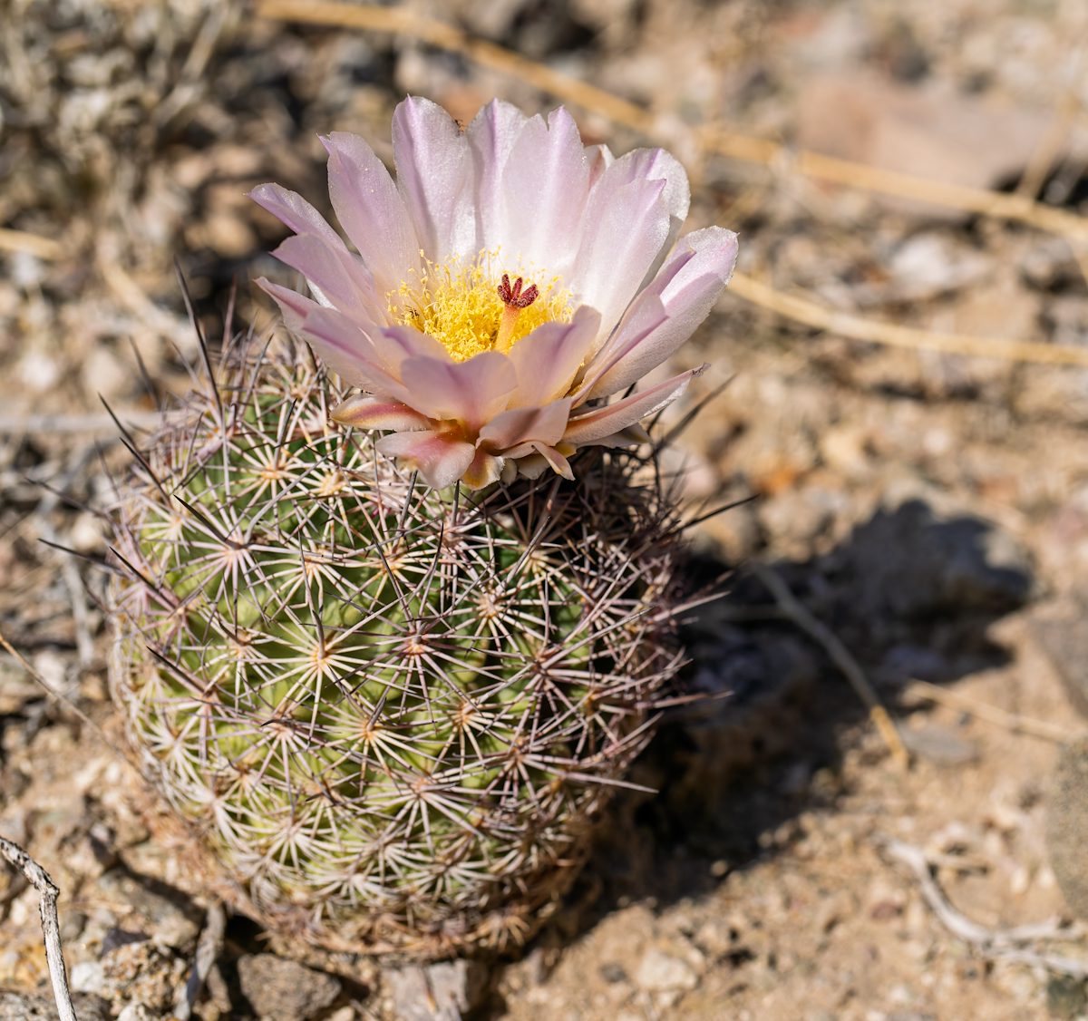 2025 April Needle Spine Cactus Flower 08