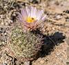 2025 April Needle Spine Cactus Flower 08
