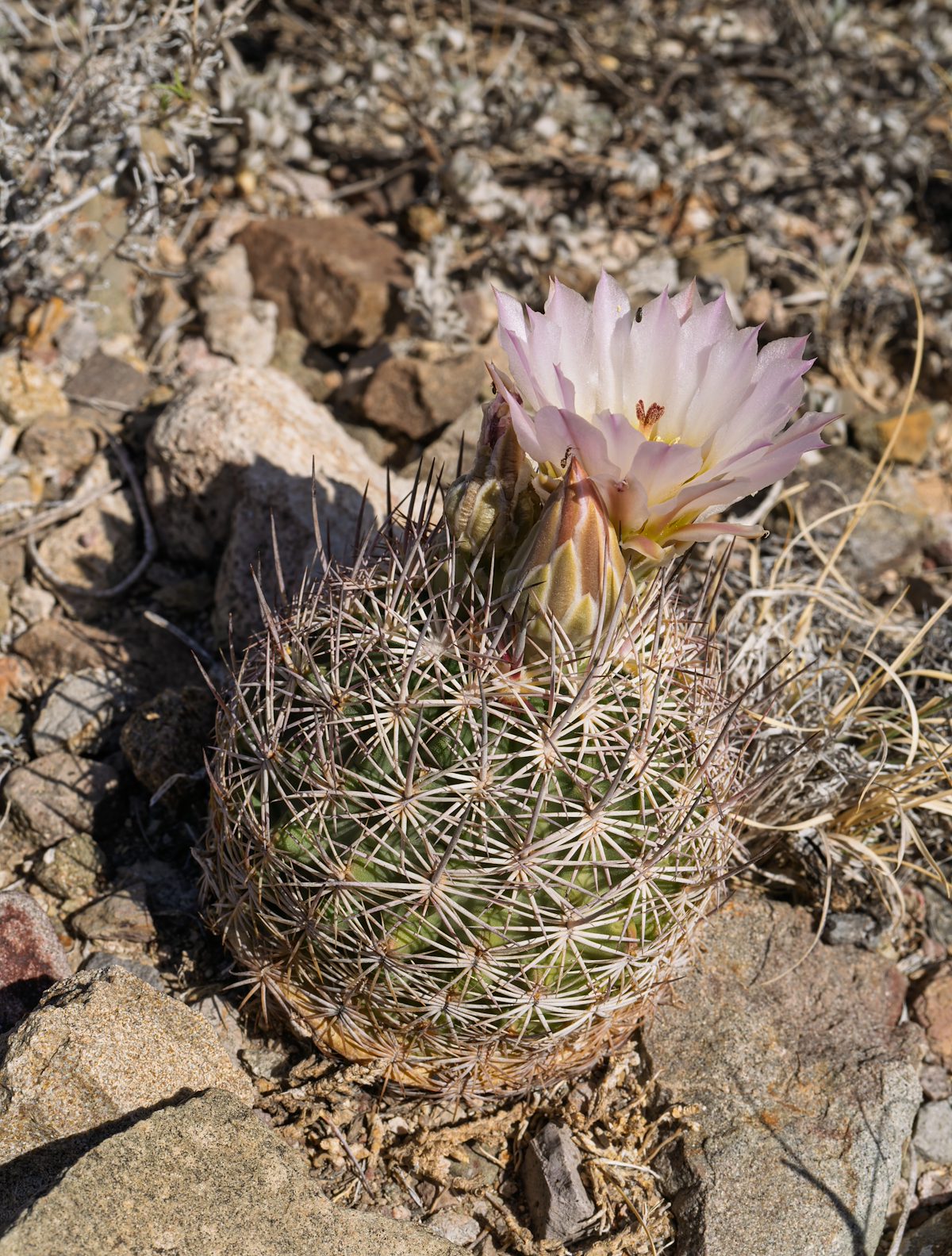 2025 April Needle Spine Cactus Flower 09