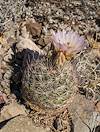 2025 April Needle Spine Cactus Flower 09