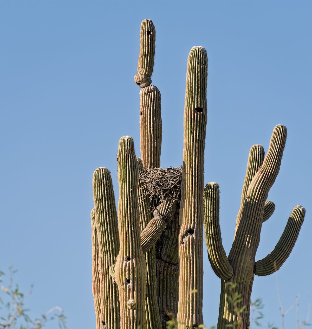 2025 April Saguaro Nest