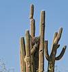 2025 April Saguaro Nest