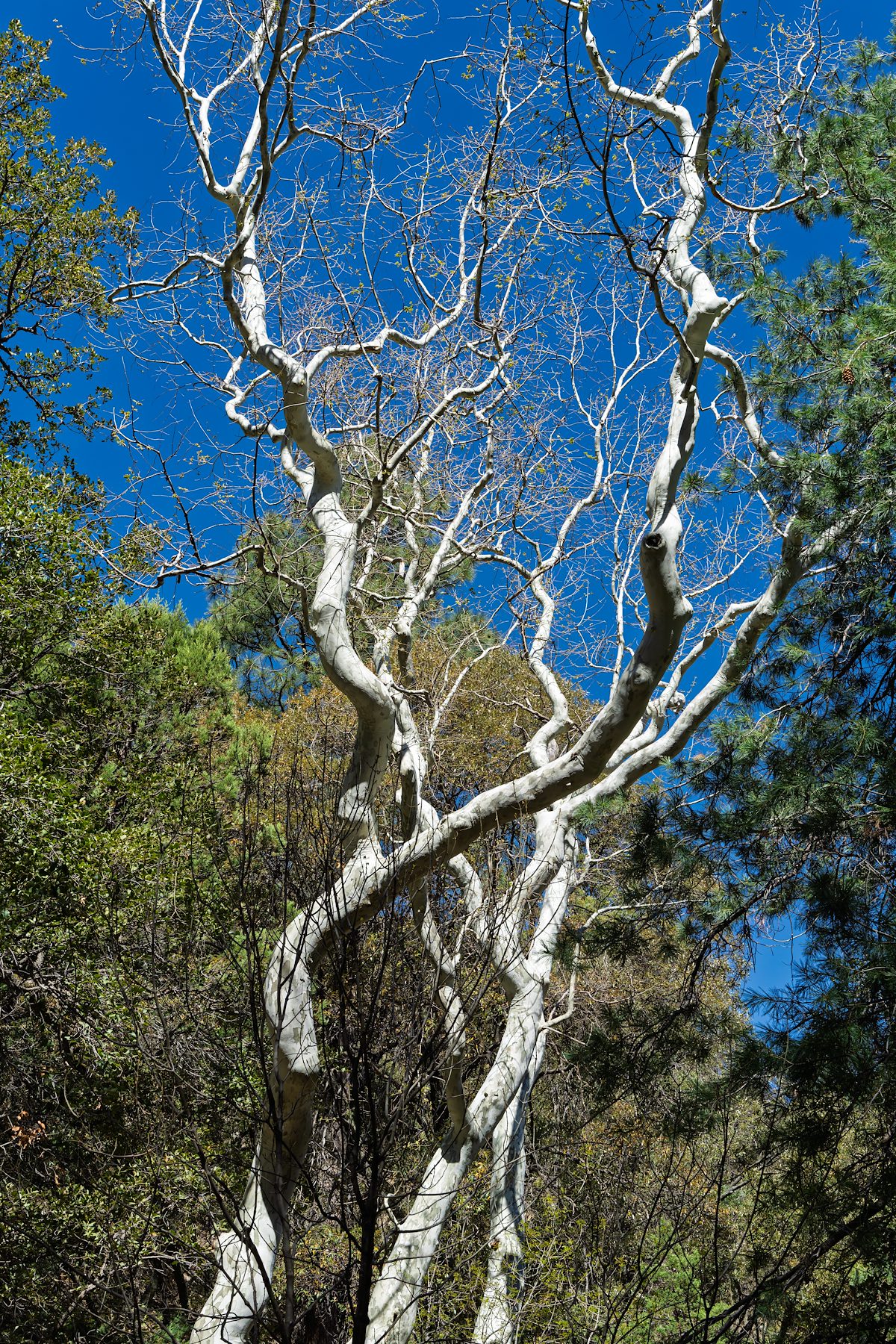 2025 April Sycamore
