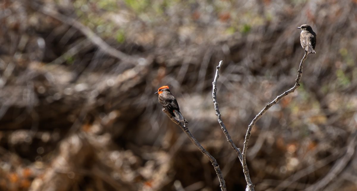 2025 April Vermilion Flycatchers