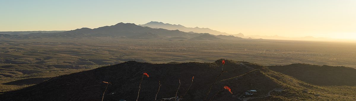 2025 December 2025 Winter Flowers and Distant Mountains