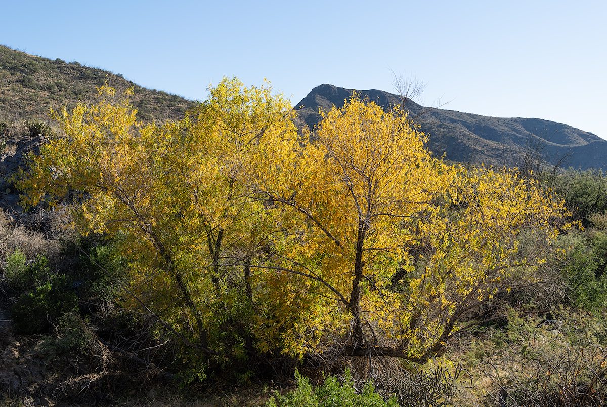 2025 December Canyon Fall Color
