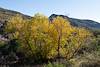 2025 December Canyon Fall Color