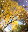 2025 December Cienega Creek Reflection