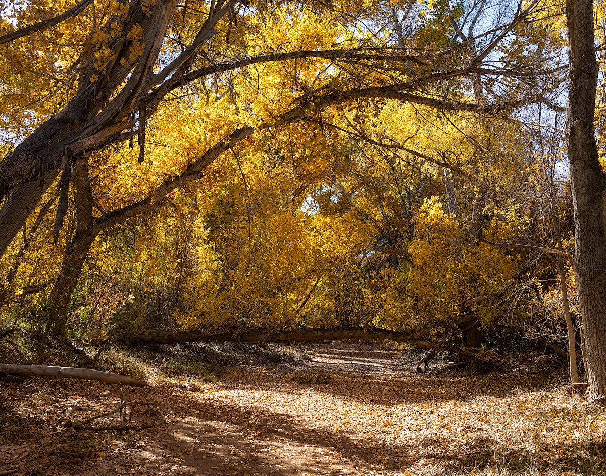 2025 December Cienega Creek Winter Color