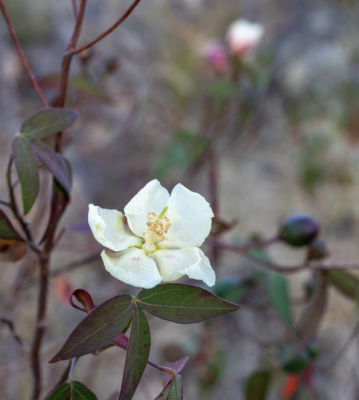 2025 December Desert Cotton