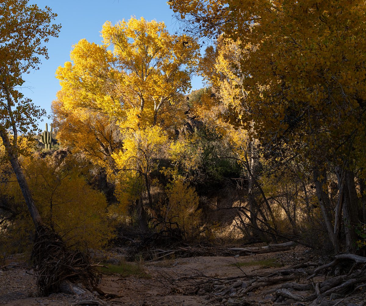 2025 December Fall Color and a Hint of the Desert