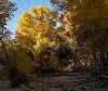 2025 December Fall Color and a Hint of the Desert