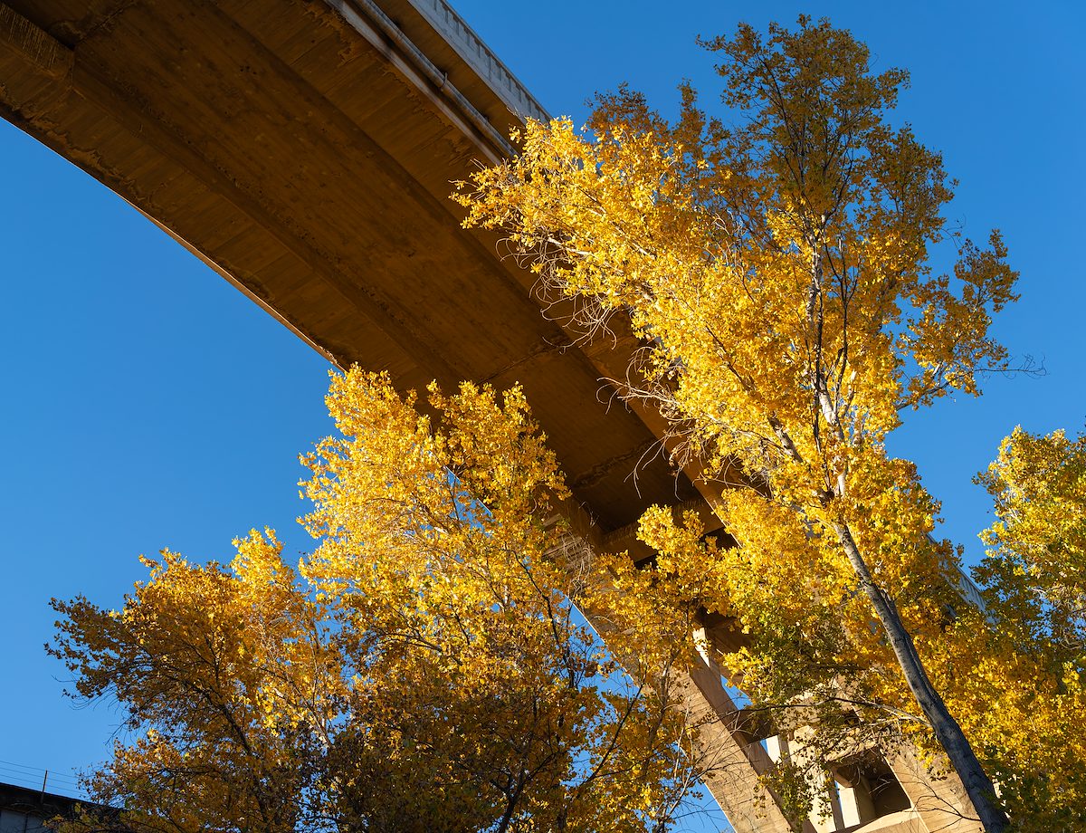 2025 December Fall Color Under the Train Tracks