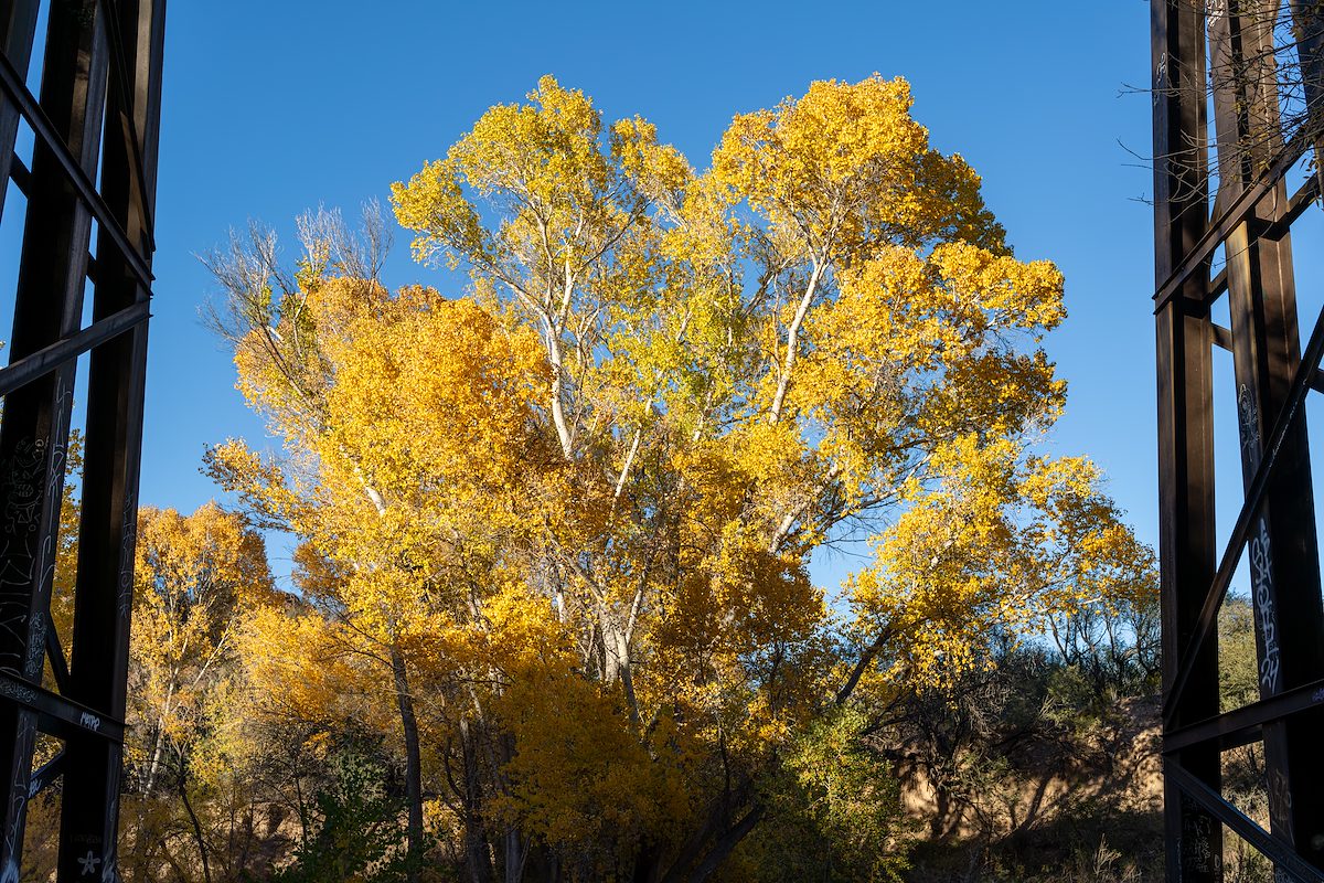 2025 December Fall Cottonwood