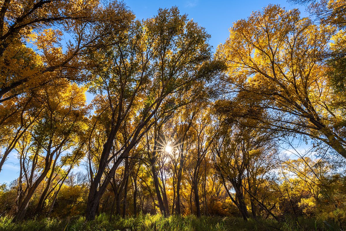 2025 December Grove of Cottonwoods
