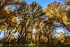2025 December Grove of Cottonwoods