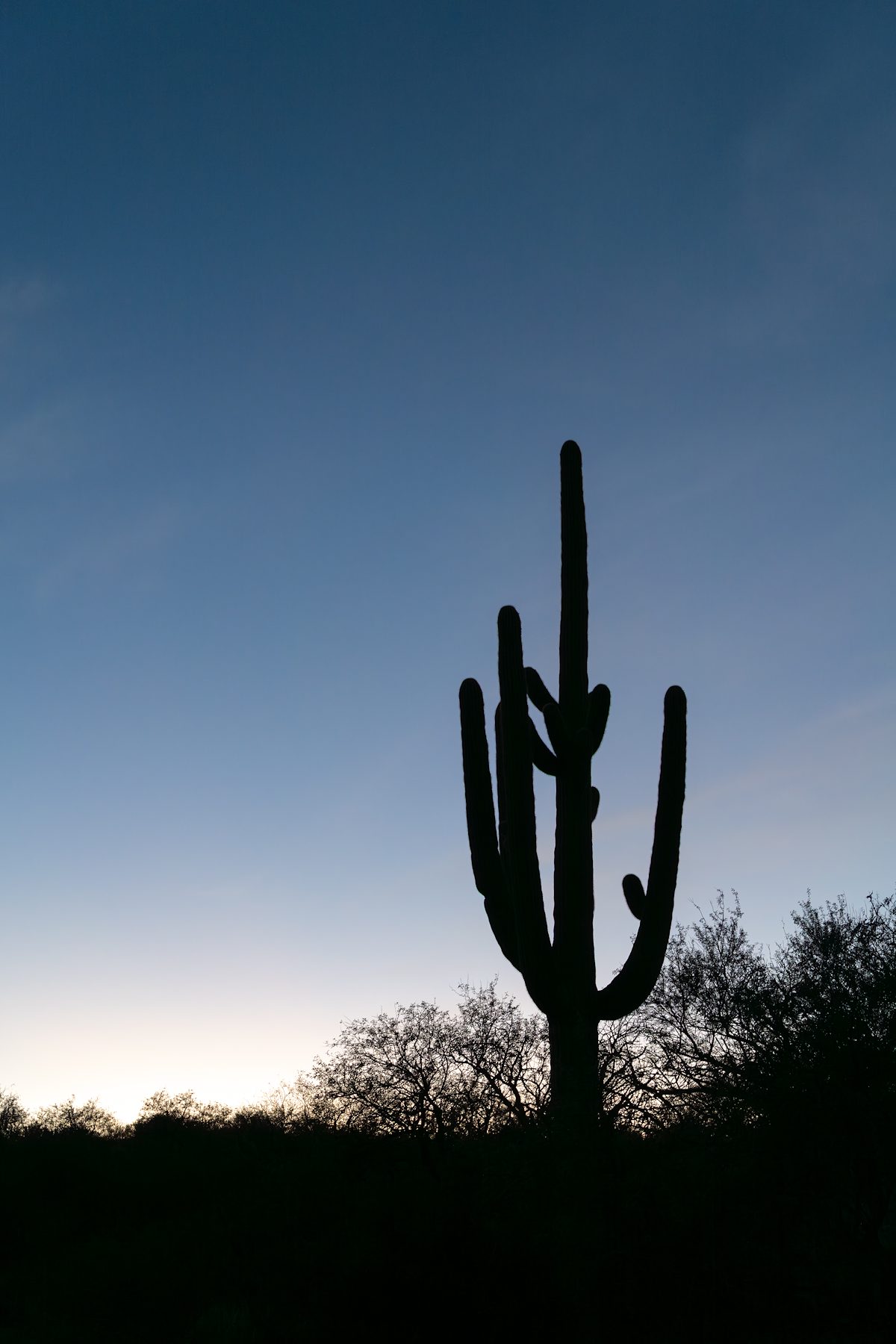 2025 December Saguaro