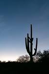 2025 December Saguaro