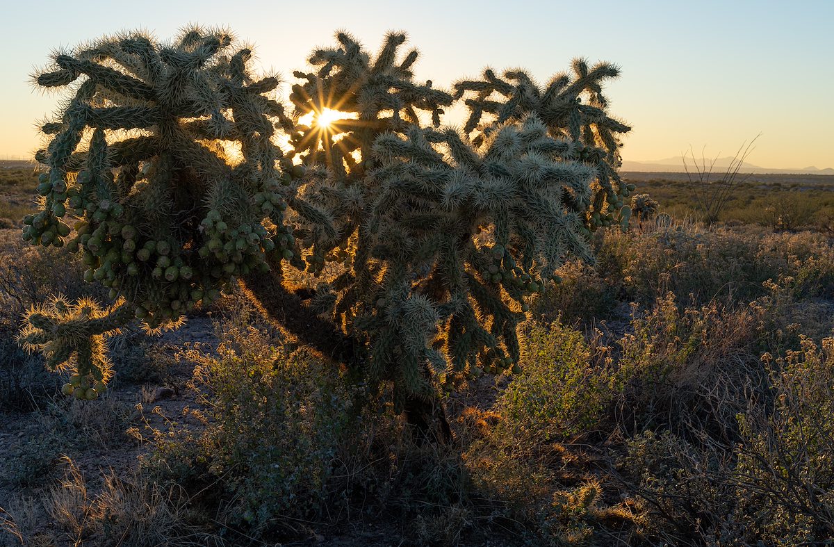 2025 December Sun and Cholla