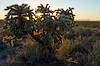 2025 December Sun and Cholla