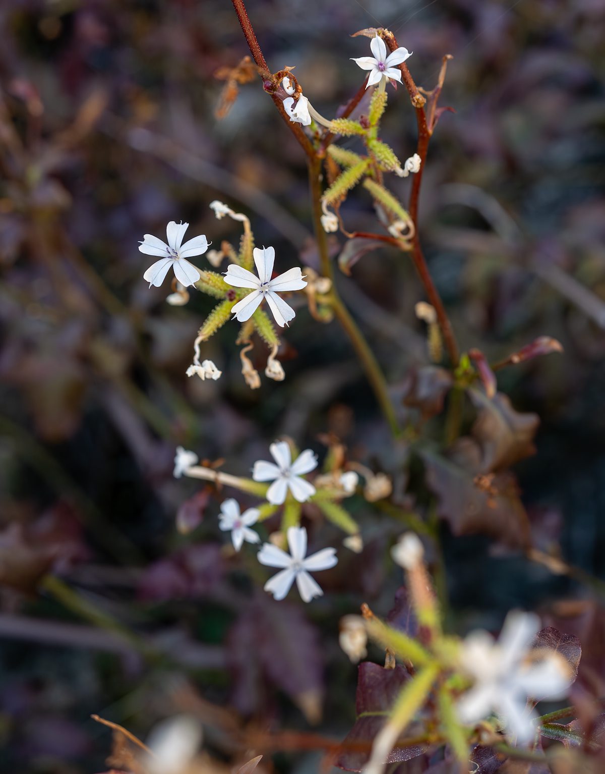 2025 December Winter Wild Leadwort