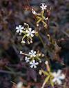 2025 December Winter Wild Leadwort