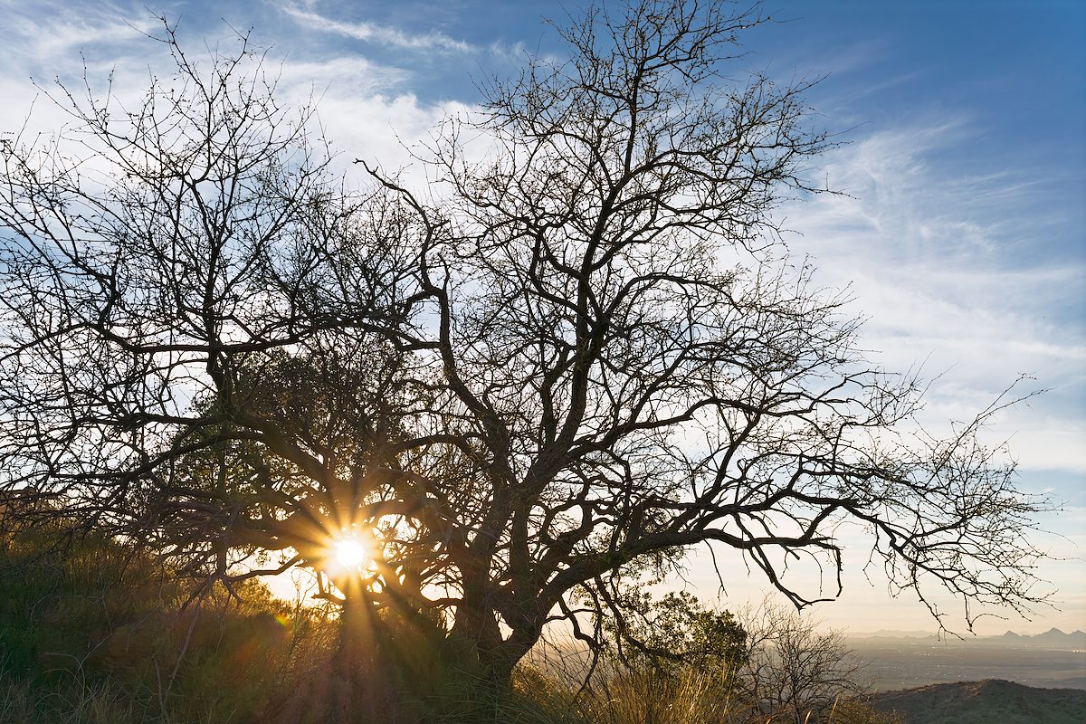 2025 February Beautiful Tree