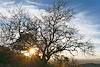 2025 February Beautiful Tree