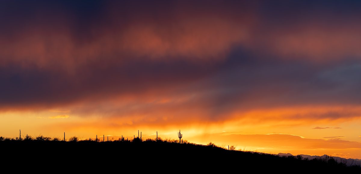 2025 January Saguaro Sunset