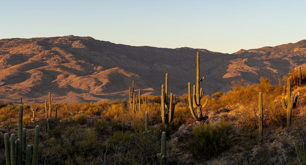 2025 January Saguaros and Tanque Verde Ridge