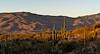 2025 January Saguaros and Tanque Verde Ridge