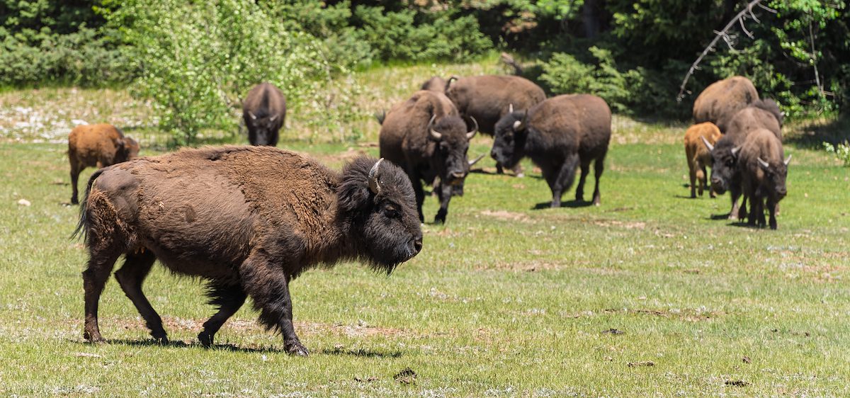 2025 June Bison on the Drive to the Grand Canyon North Rim
