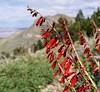 2025 June Firecracker Penstemon on the Lexington Arch Trail