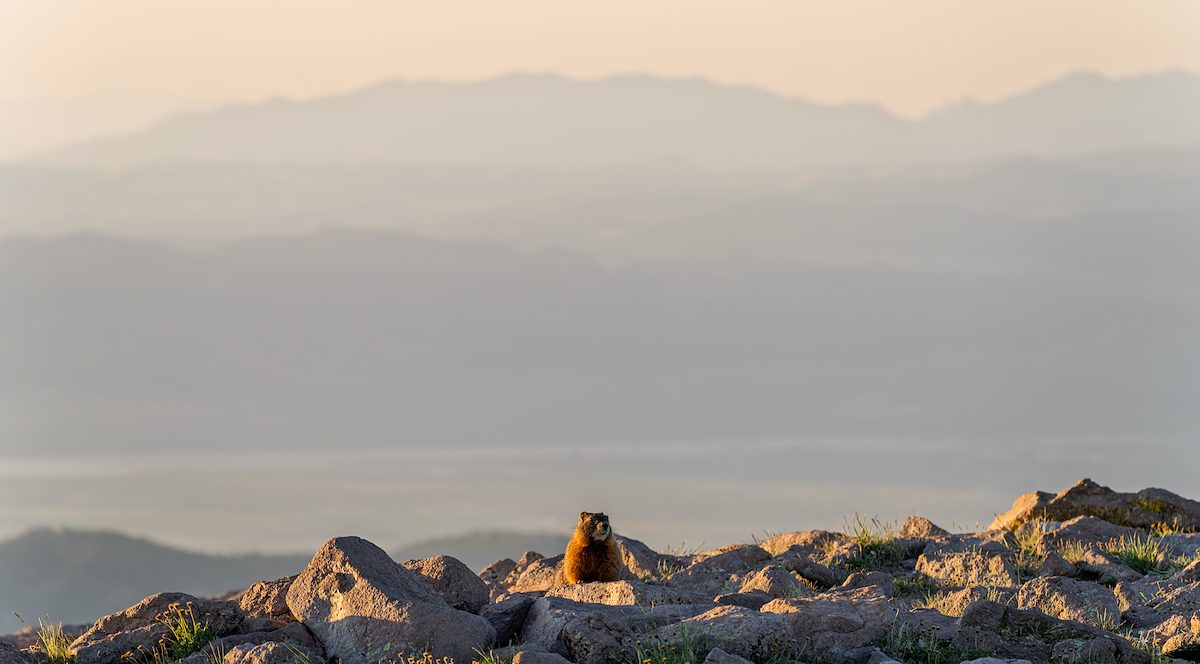 2025 June Marmot on Brian Head