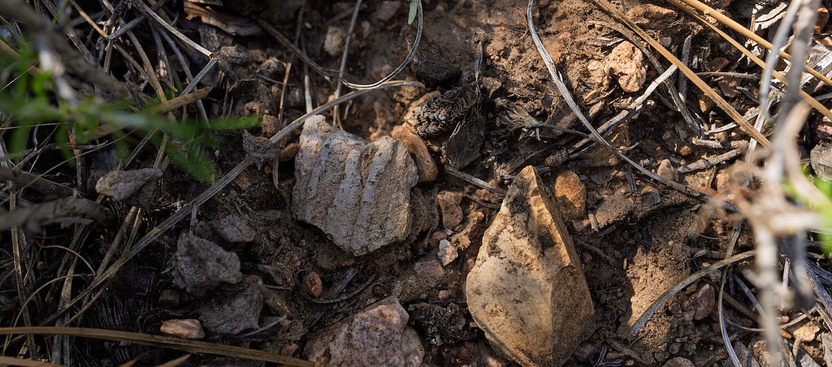 2025 June North Rim Sherds 02
