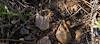 2025 June North Rim Sherds 02