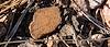 2025 June North Rim Sherds 05