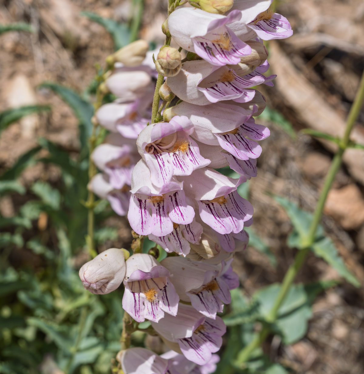2025 June Palmer's Penstemon