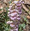 2025 June Palmer's Penstemon