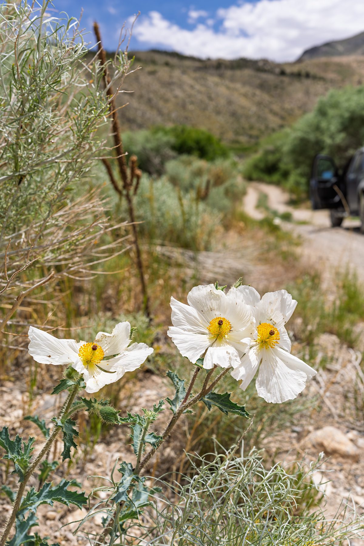 2025 June Prickly Poppies off the Lexington Arch Road
