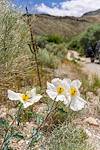 2025 June Prickly Poppies off the Lexington Arch Road