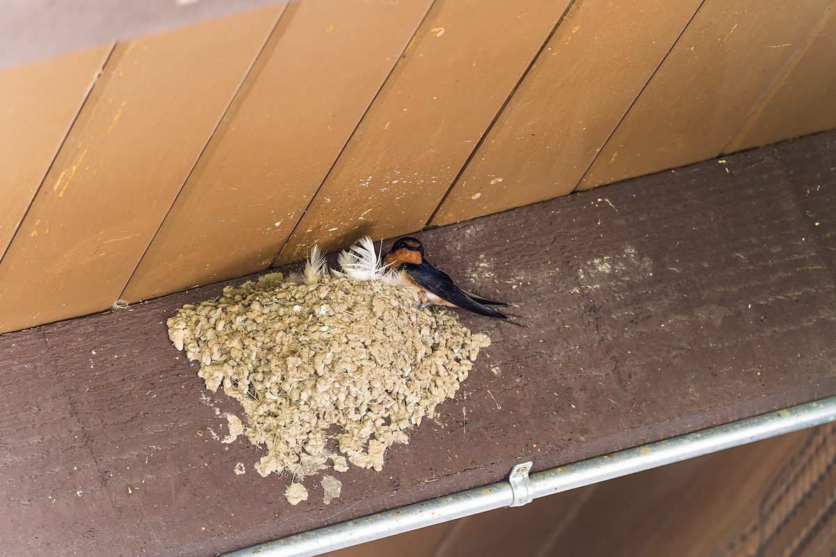 2025 June Roadside Rest Stop Barn Swallow