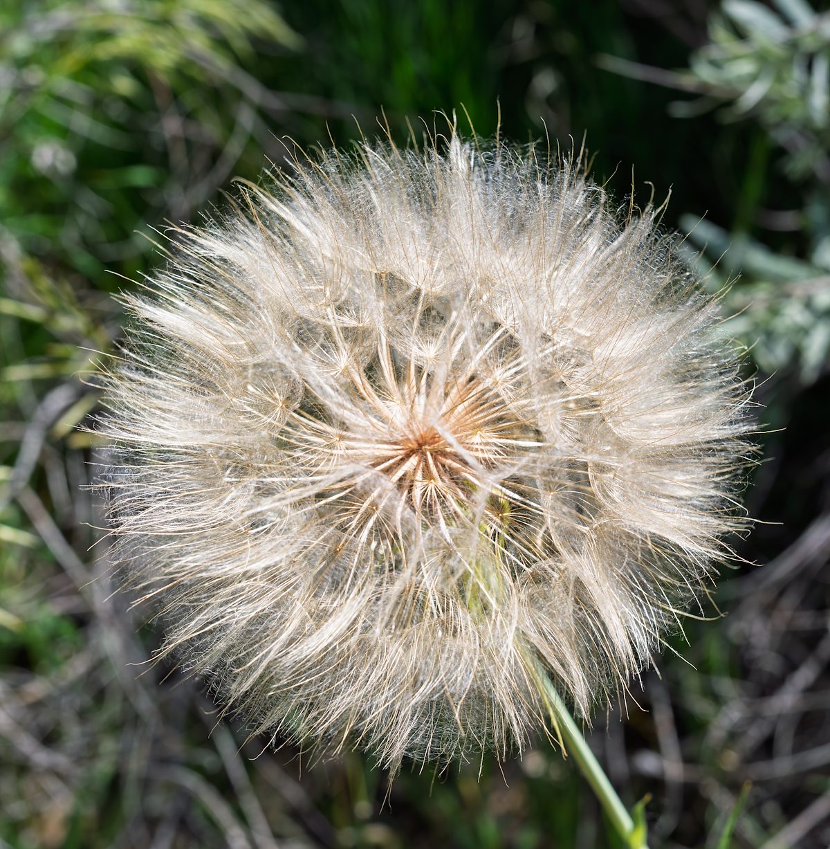 2025 June Seeds