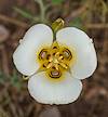 2025 June Sego Lily