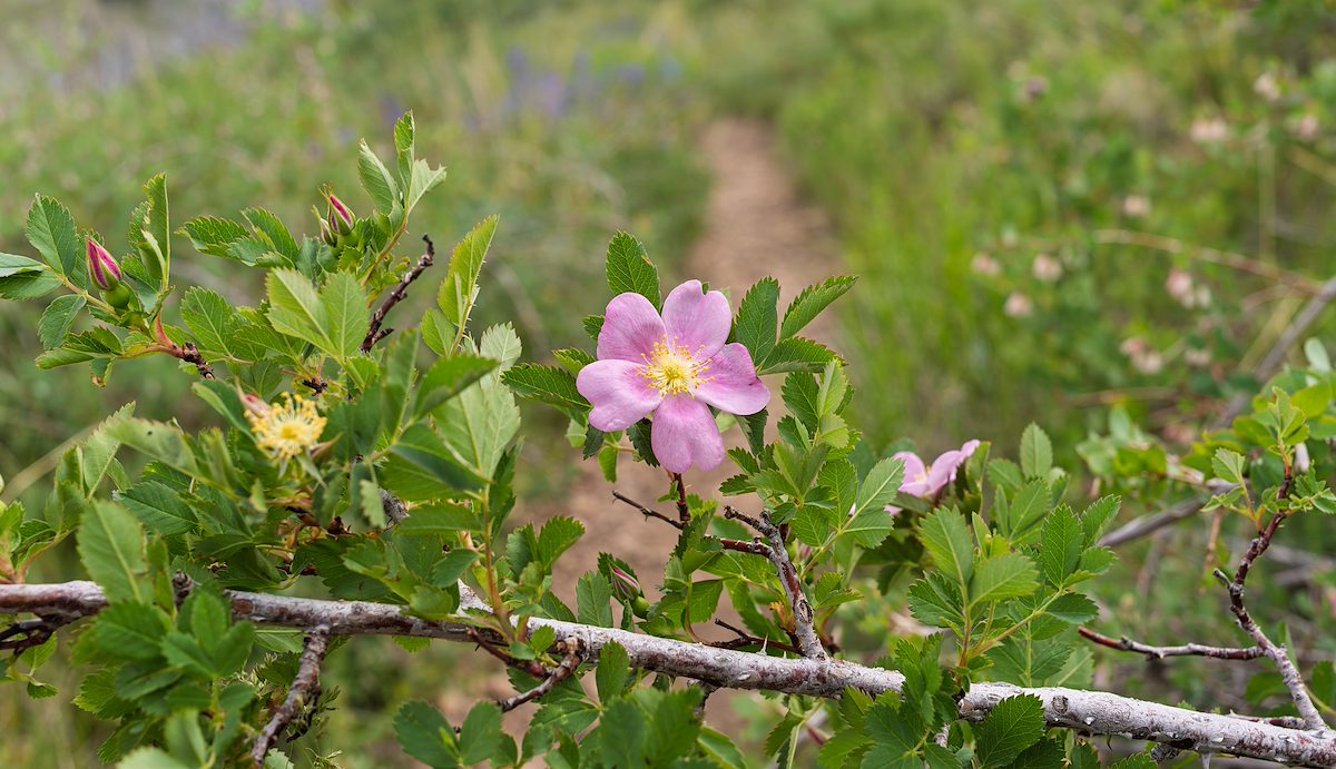 2025 June Wood's Rose